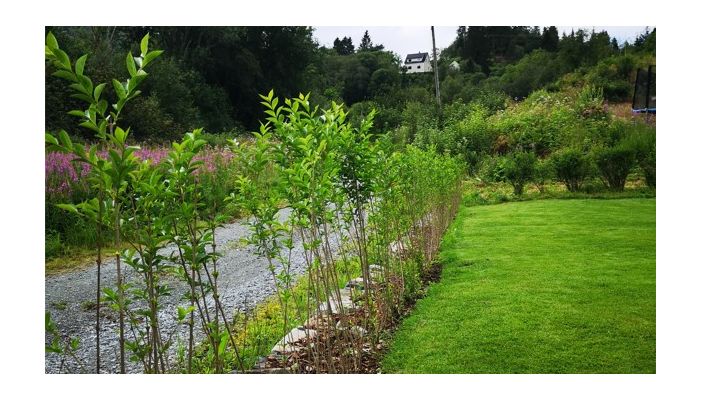 Vinterliguster barrotplanter klare for hekk i Frekhaug