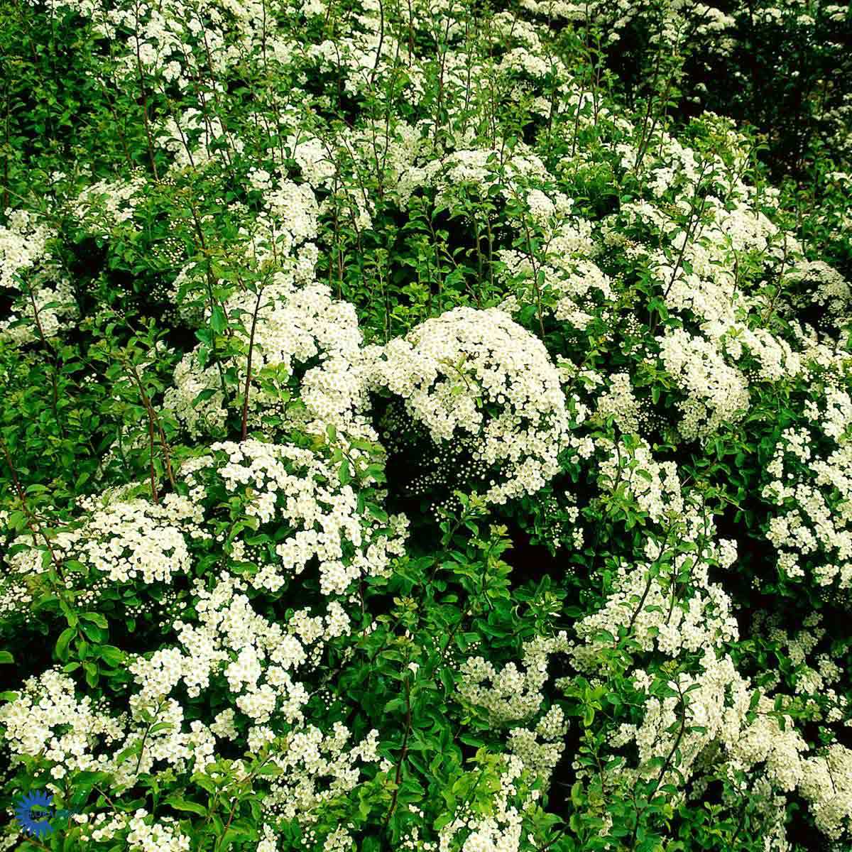 Nipponspirea 'Halward's Silver'