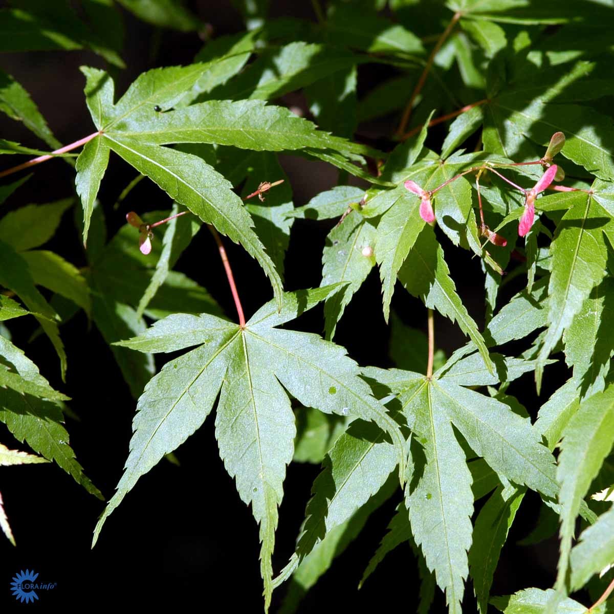 VIFTELØNN "KATSURA" (Busk)