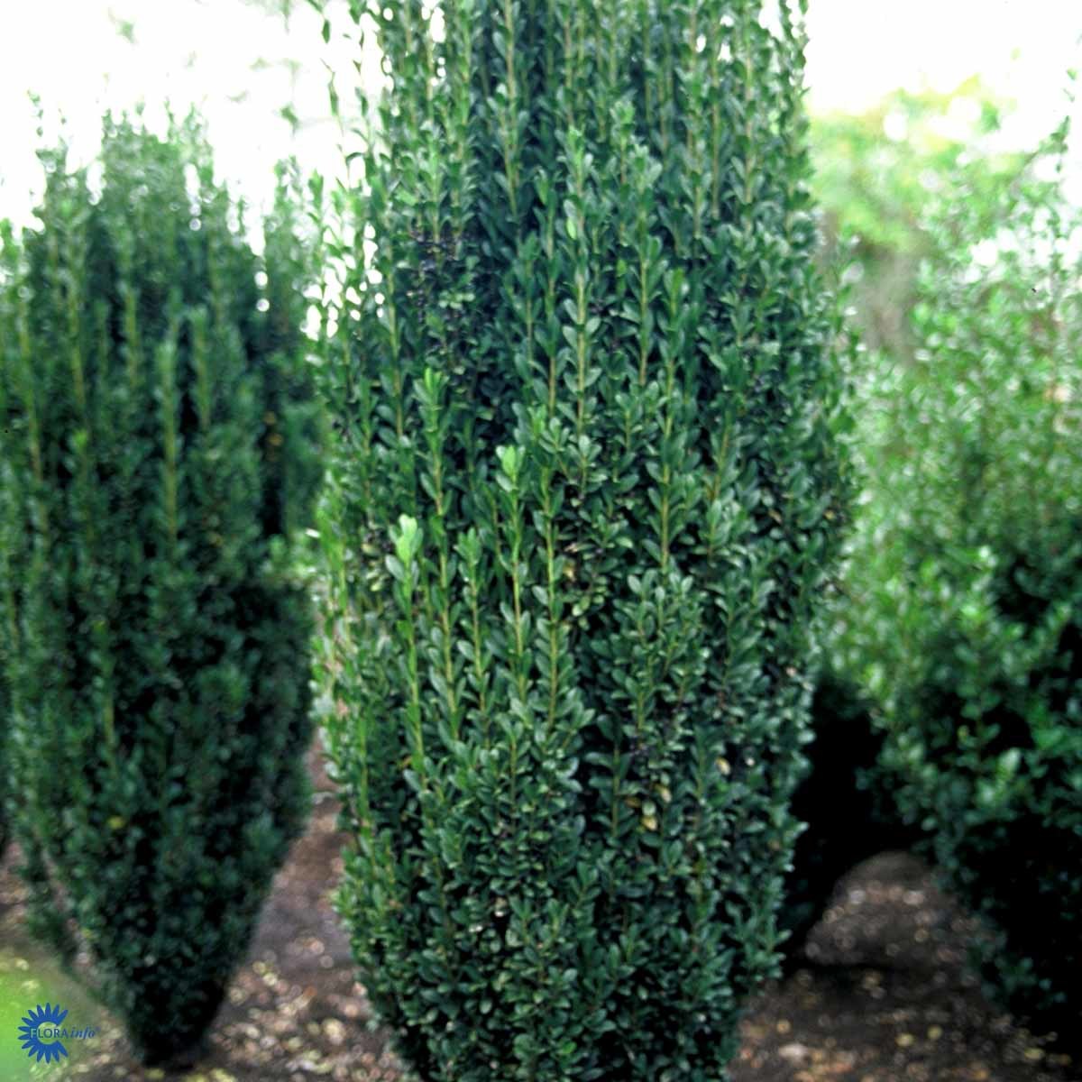 JAPANSK KRISTTORN (BUSK)