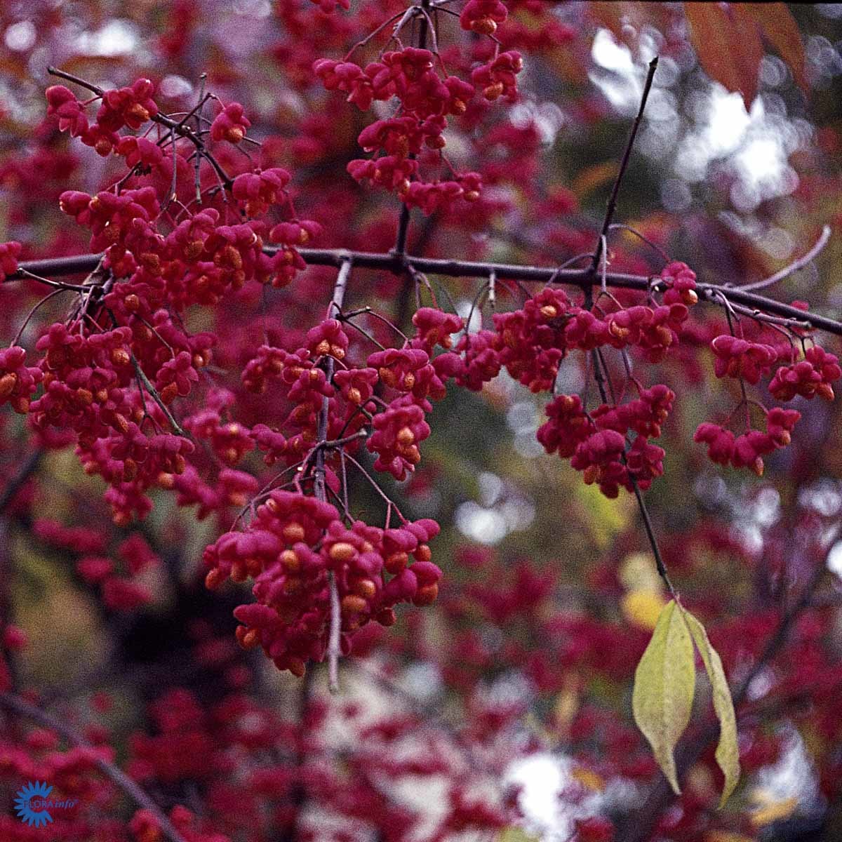 EUROPABEINVED (BUSK)