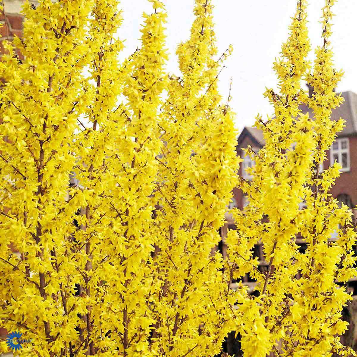 Gullbusk (3 gr Co 3,5)