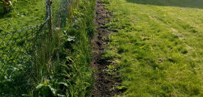 Bilde av hekkprosjekt på ågotnes, tett og grønn hekk