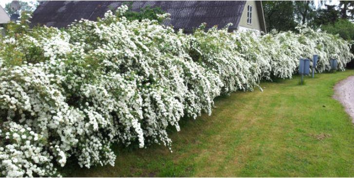 Nærbilde av Spiraea vanhouttei hekk