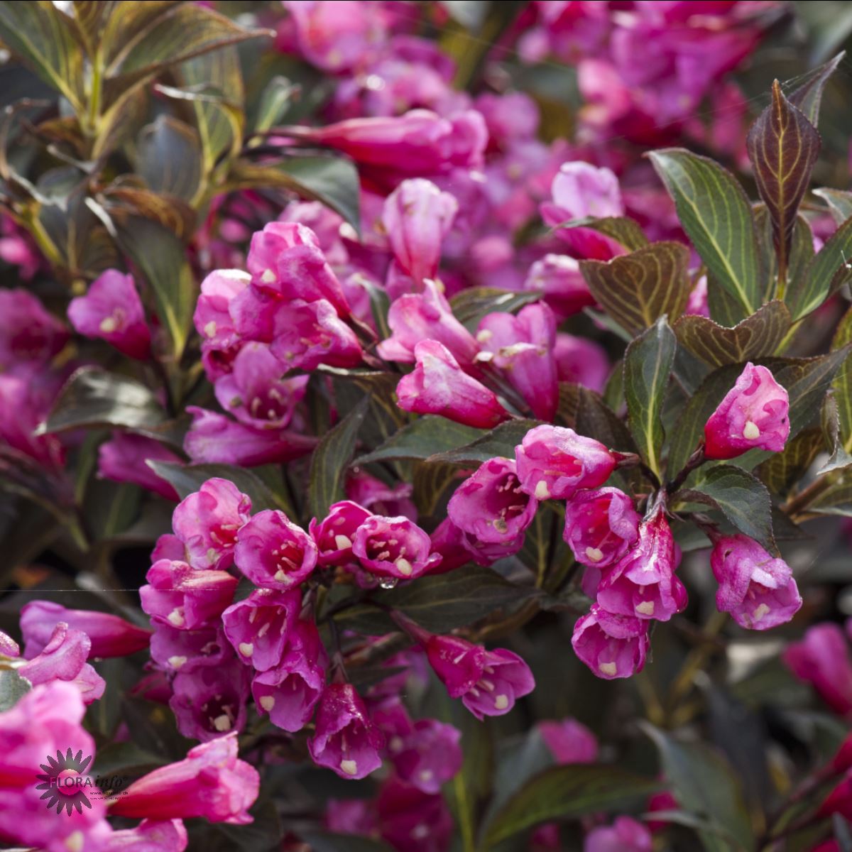 Roseklokkebusk 'Alexandrea