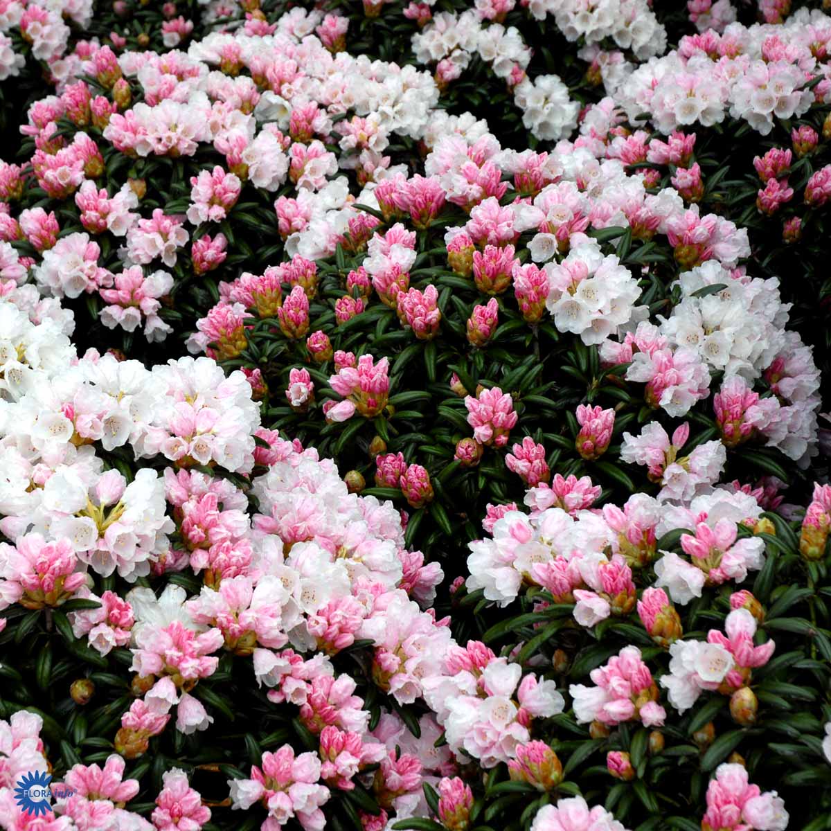 Rhododendron 'Edelweis'