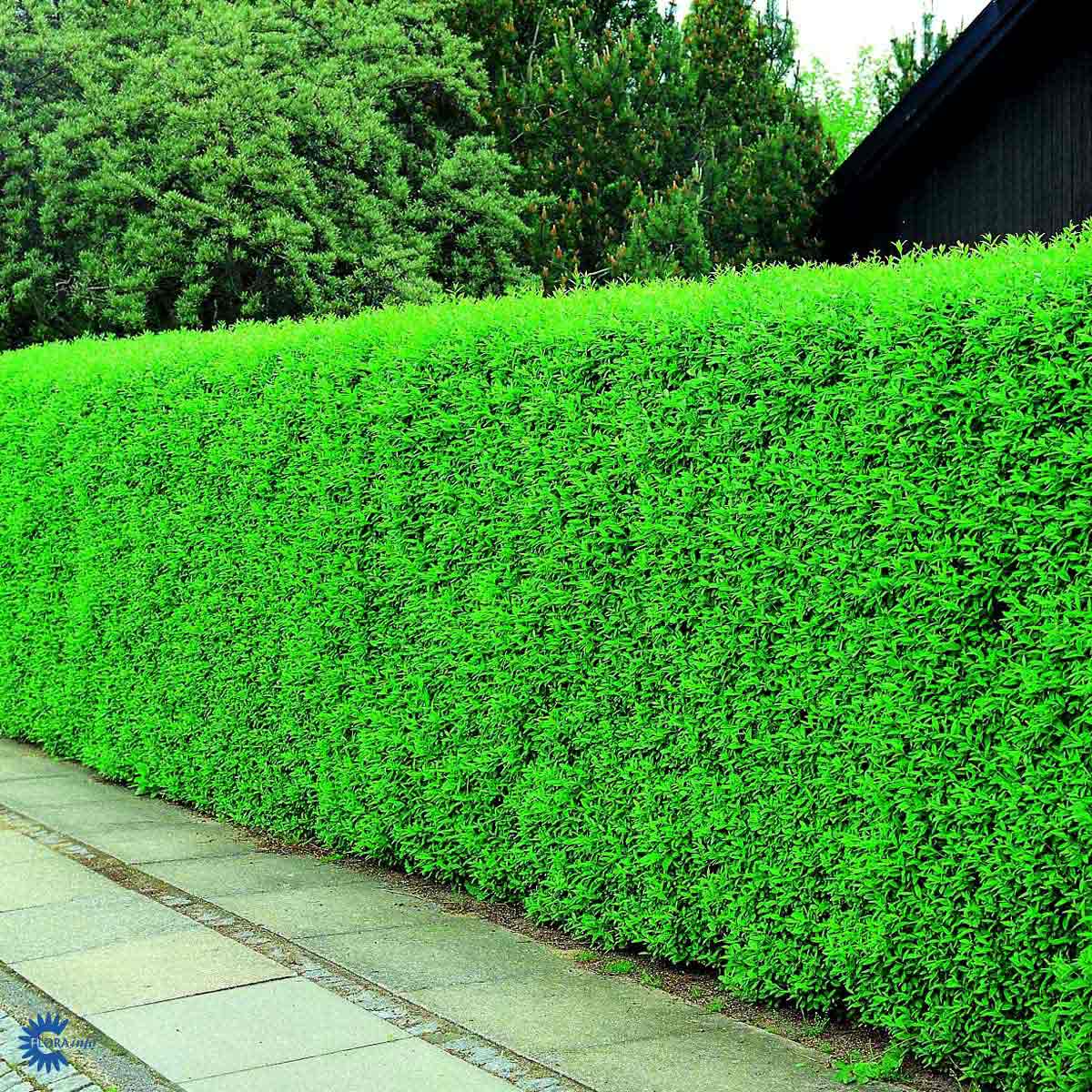 Liguster Liga hekkplanter