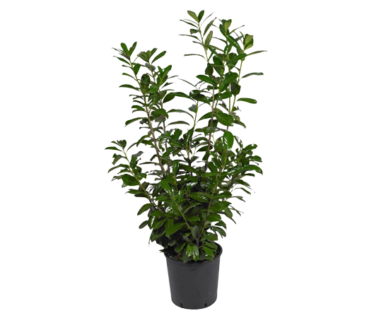 Laurbærhegg 'Novita' (30-120 cm)