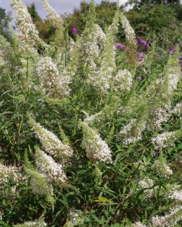 Sommerfuglbusk 'Nanho White'