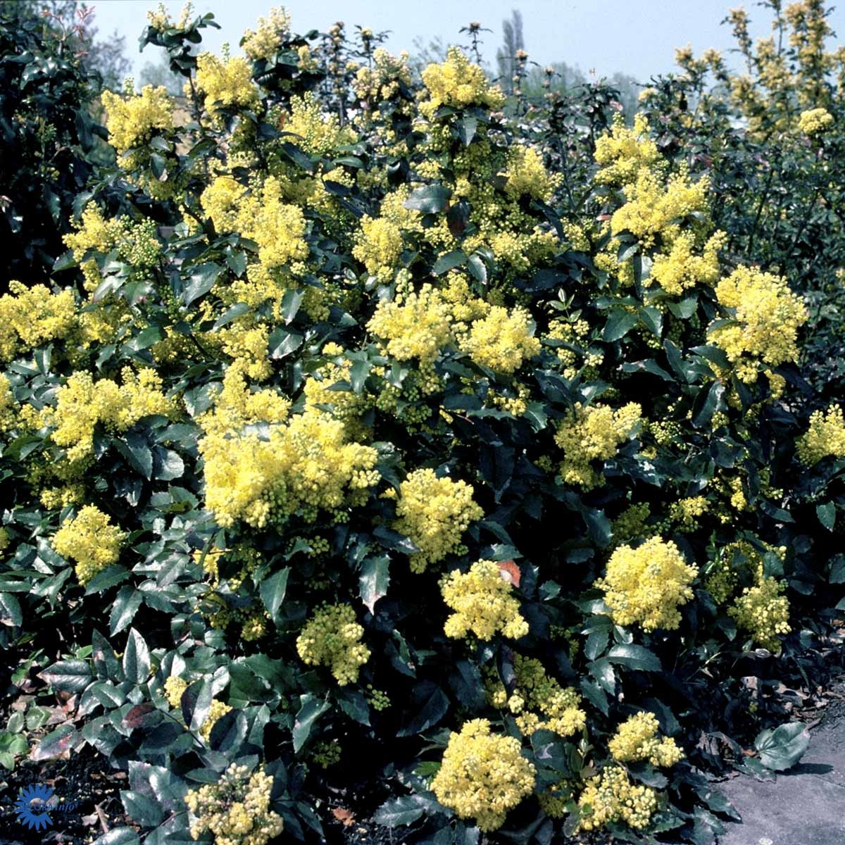 MAHONIA 'APOLLO' (BUSK)