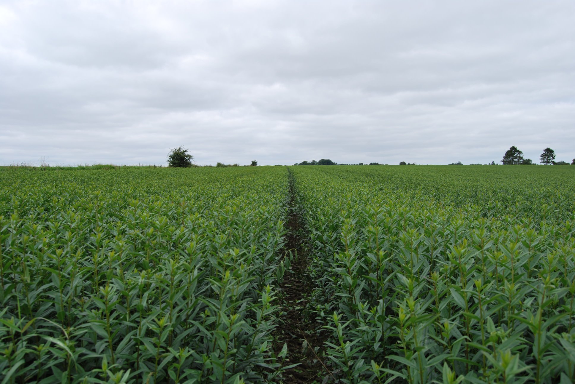 Barrotsplanter klare for utplanting på åpen mark