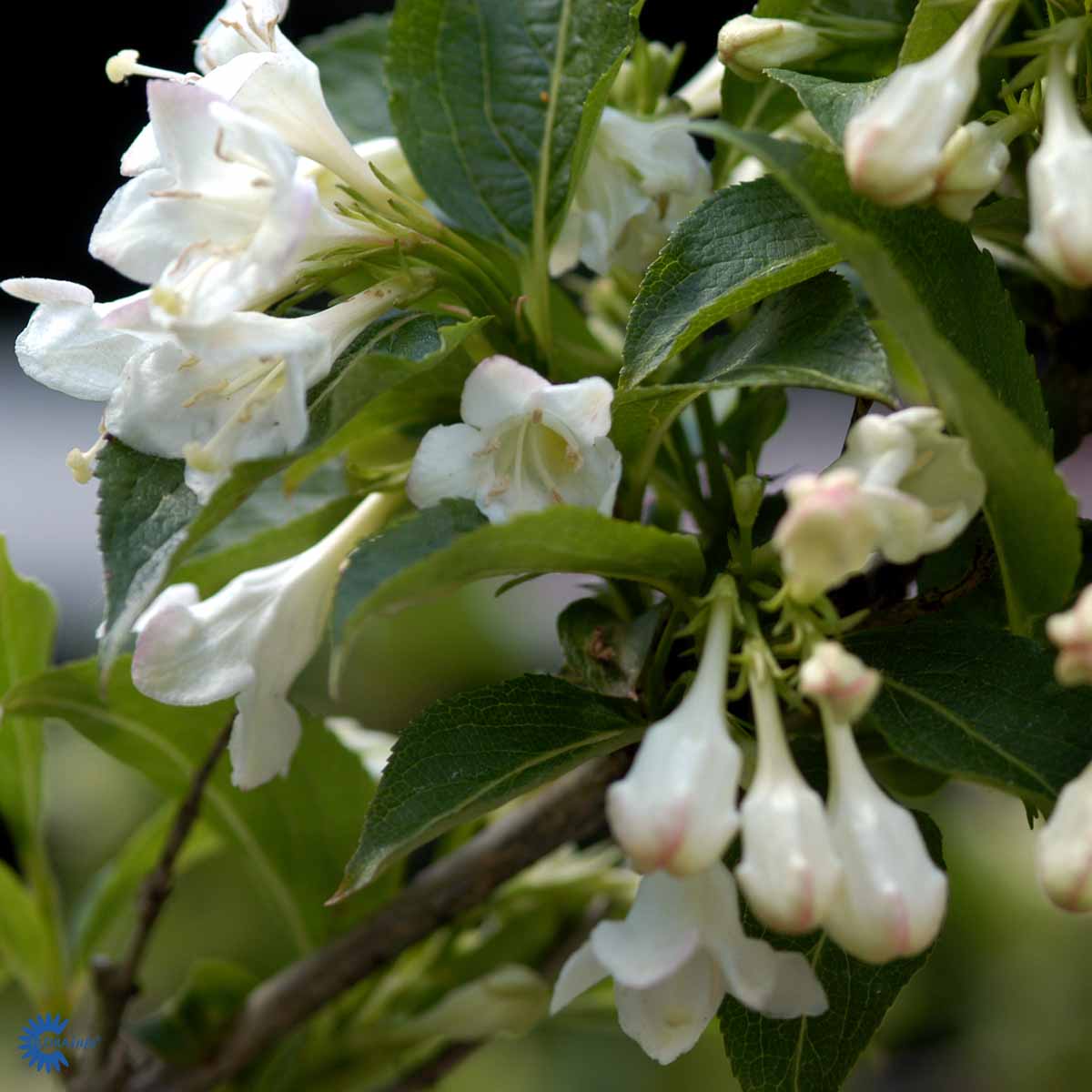 Klokkebusk 'Bristol Snowflake'