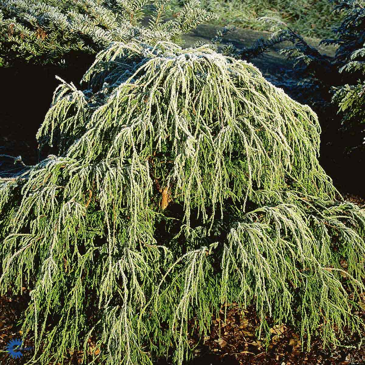 Ertesypress 'Filifera'