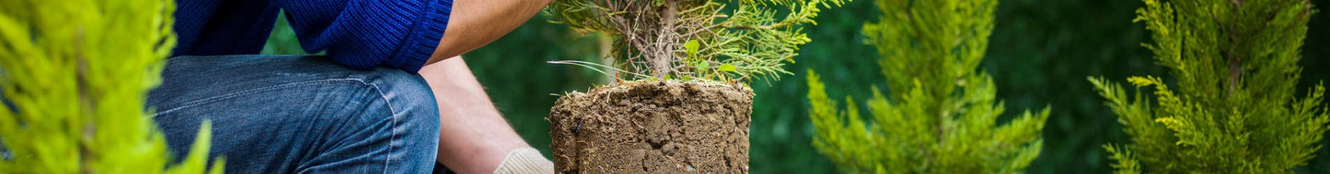 Mann planter eviggrønt tre, illustrasjonsbilde