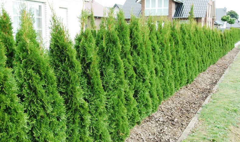 Thuja Smaragd hekkplante, frodig og robust