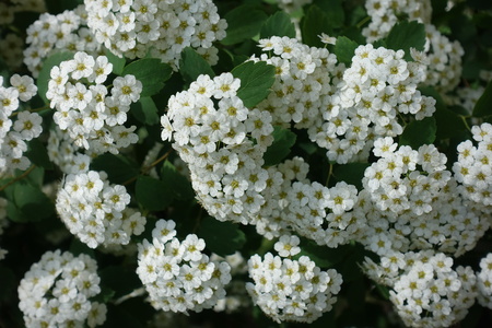 Spiraea vanhouttei hekkplanter