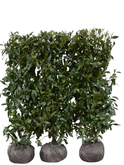 Laurbær Herbergii (Ferdighekk 80 cm+)