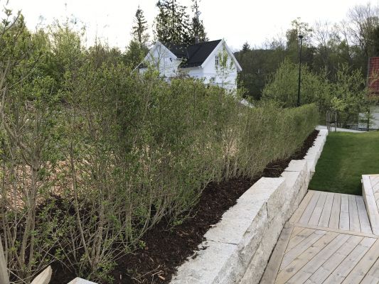 Liguster Liga ferdighekk plantet i Asker, tett og robust