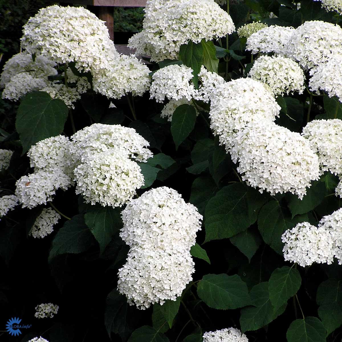 Vierhortensia 'Annabelle'