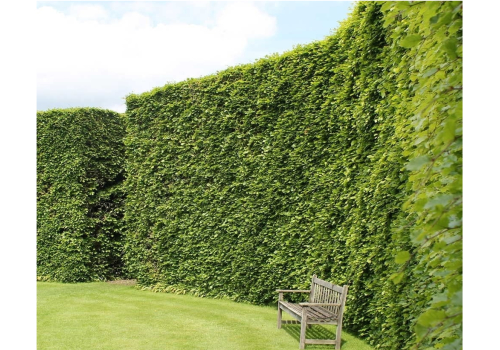 Bøk hekkplante, grønn og tett