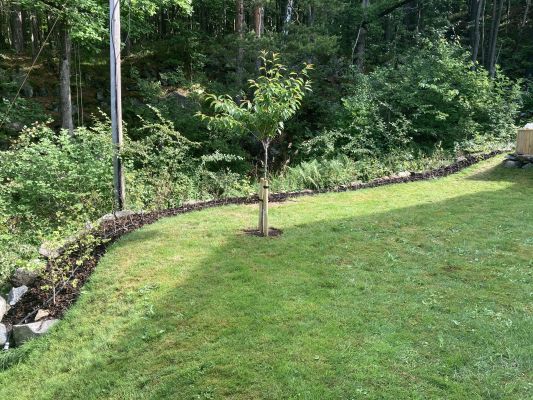 Barrotede bøkplanter klare for hekk på Hamresanden