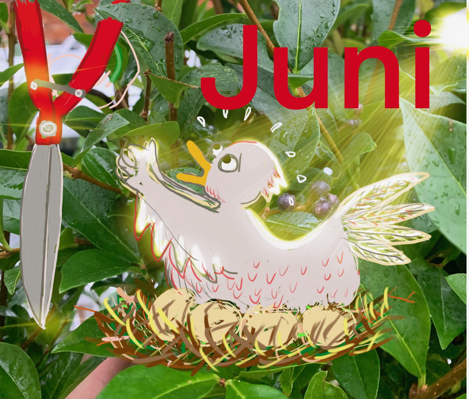 Hagebilde fra juni, frodig og grønn