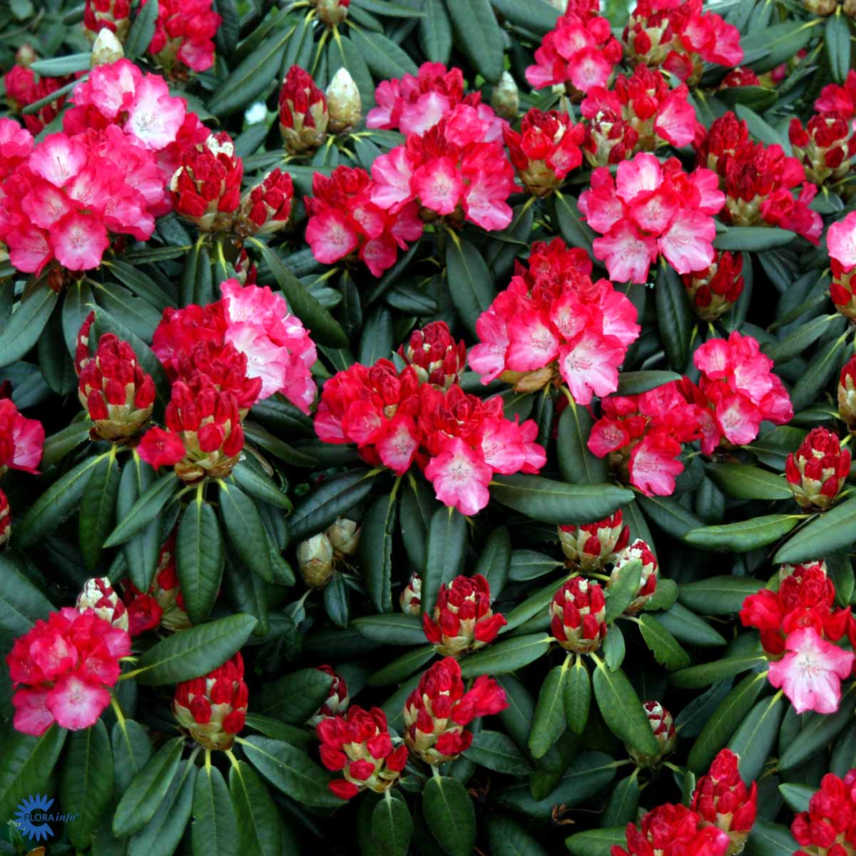 Rhododendron 'Fantastica'