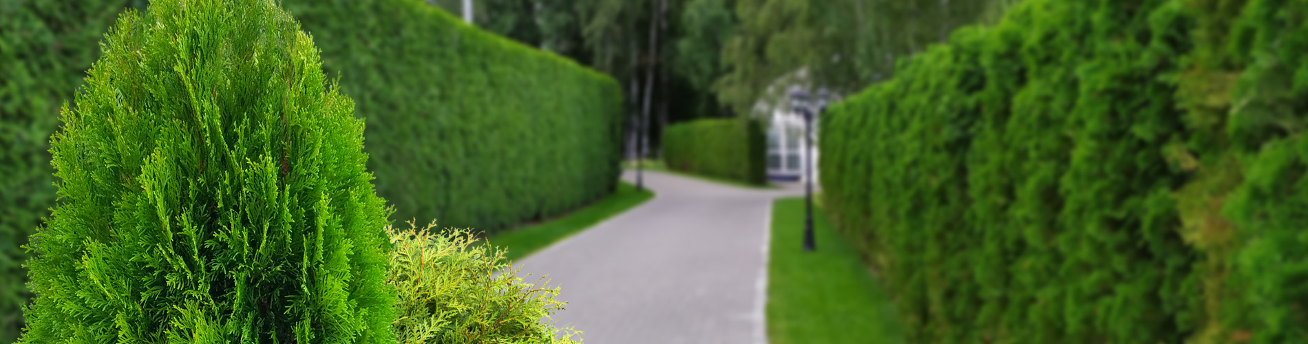 Thuja hekk som gir grønn skjerming hele året
